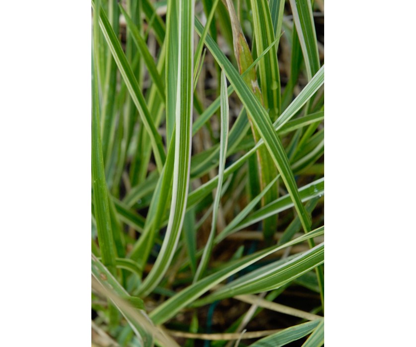Overdam Feather Reed Grass